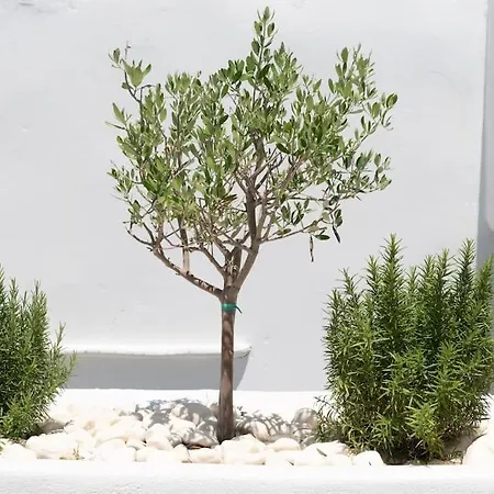 Swell S3 New In Apartment *